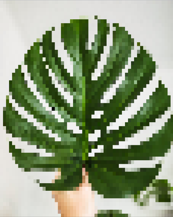 Monstera Deliciosa